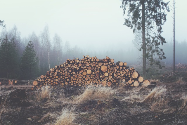 wood-forest-stack-stacked.jpg